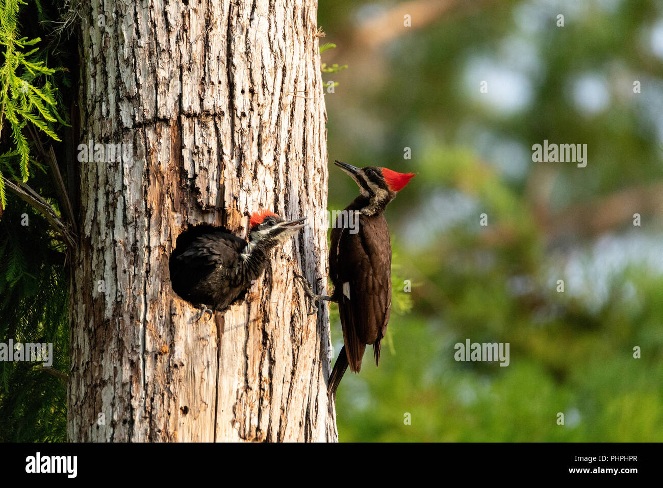 Nach Pileated Woodpecker Hylatomus pileatus Feeds seine Küken Stockfoto