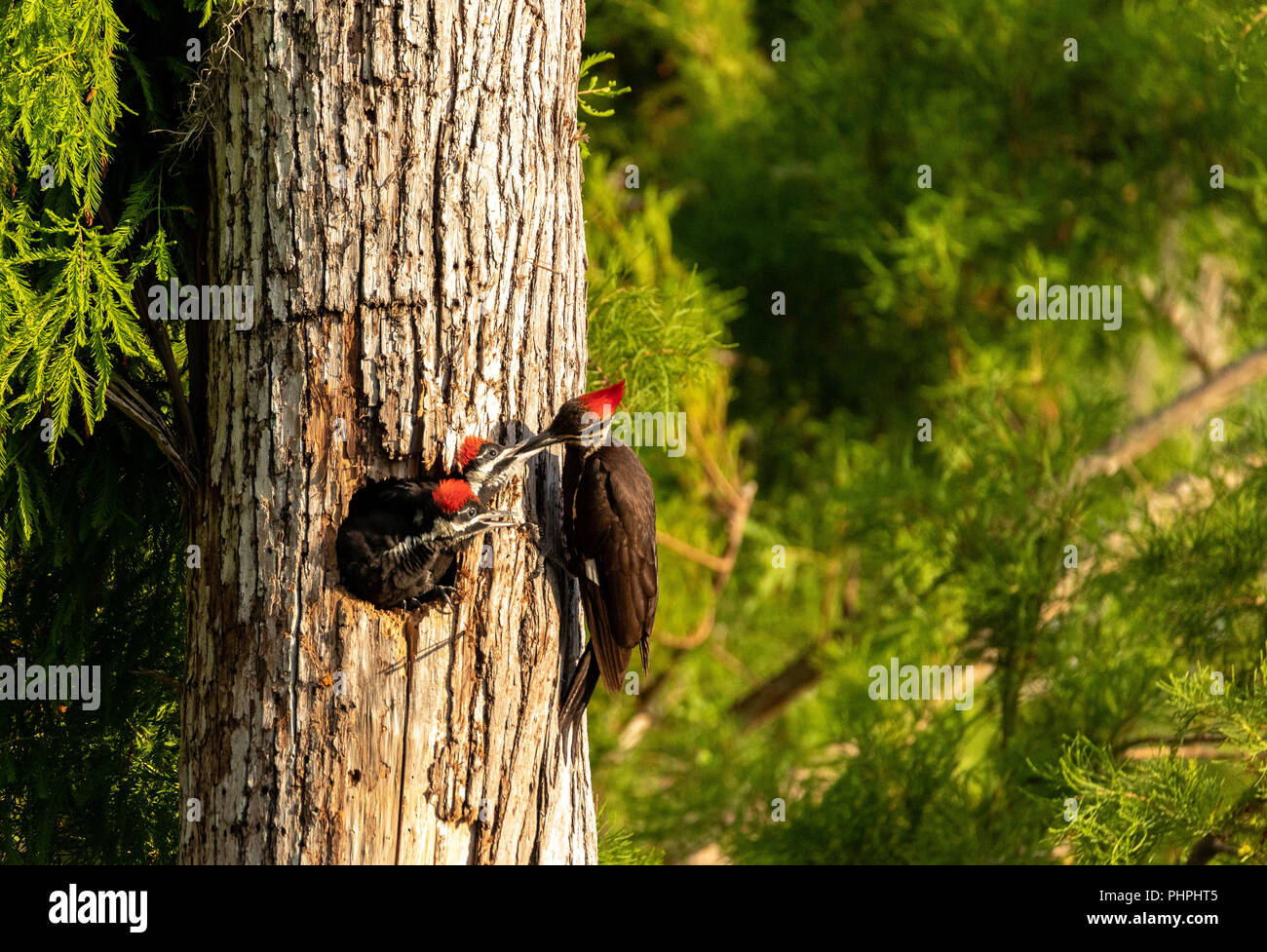 Nach Pileated Woodpecker Hylatomus pileatus Feeds seine Küken Stockfoto