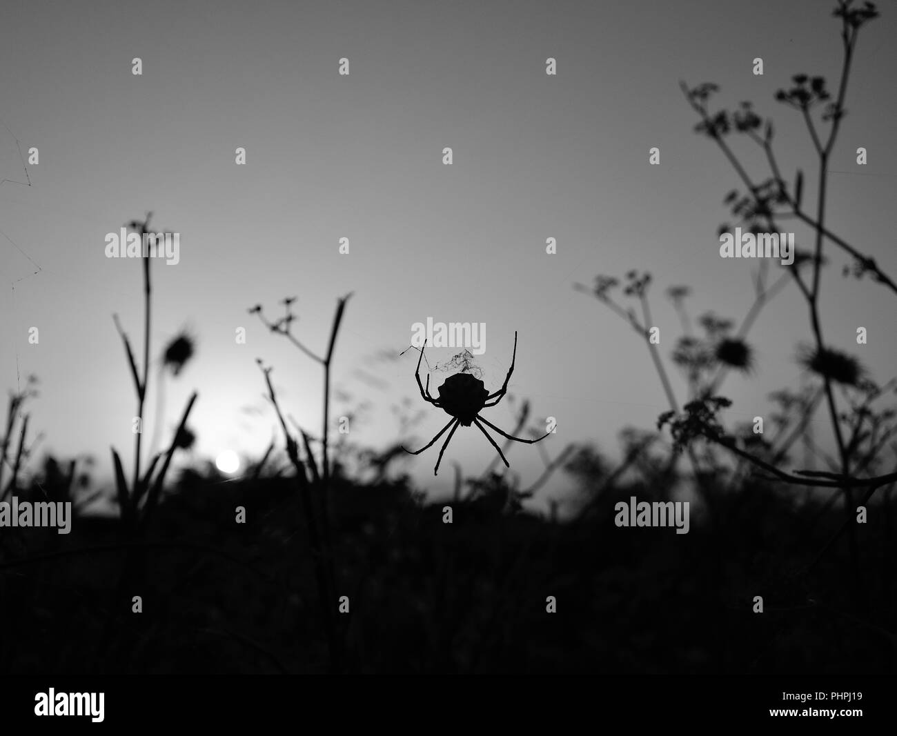 Hintergrundbeleuchtung spider Unter den Gräsern bei Sonnenaufgang, Schwarz und Weiß und Argiope lobata Stockfoto