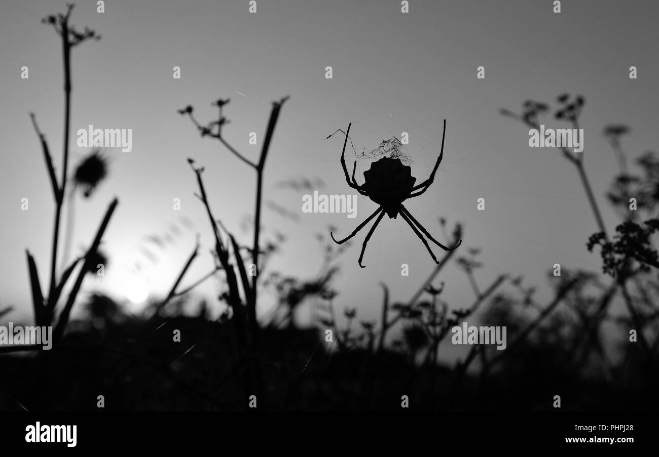 Sonnenaufgang mit argiope Spider auf um den Verlauf des Cobwebs zu den Gräsern, im Schwarzweiß-Modus Stockfoto