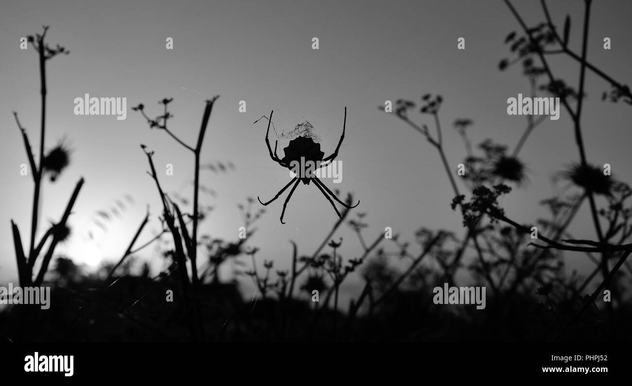 Sonnenaufgang mit großen Spinne unter den Gräsern, Argiope lobata, Schwarzweiß-Modus Stockfoto