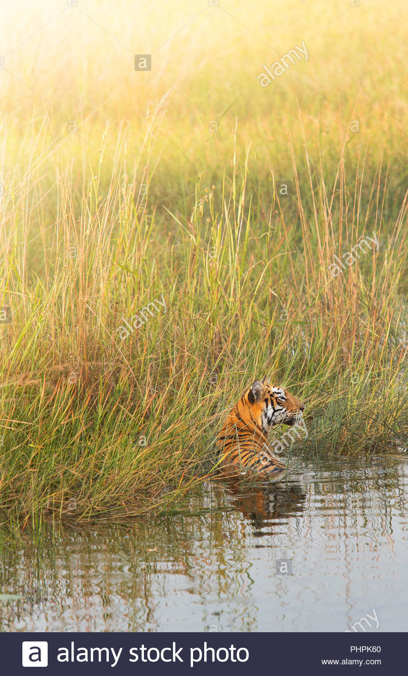 Tiger Im Fluss Stockfotos Und Bilder Kaufen Alamy
