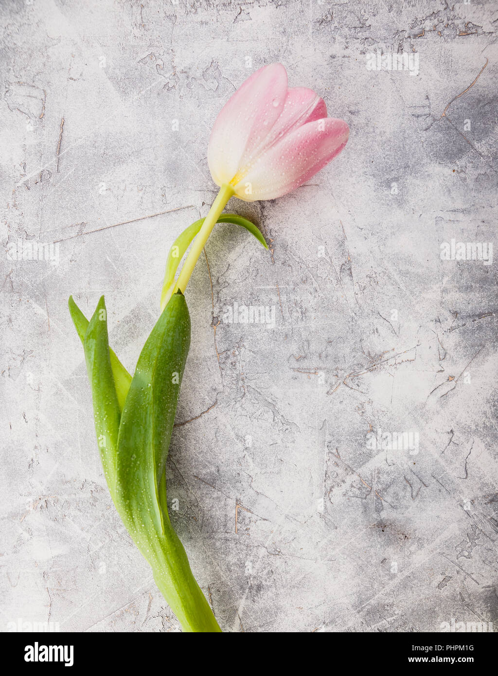 Rosa Tulpen Blumen Stockfoto