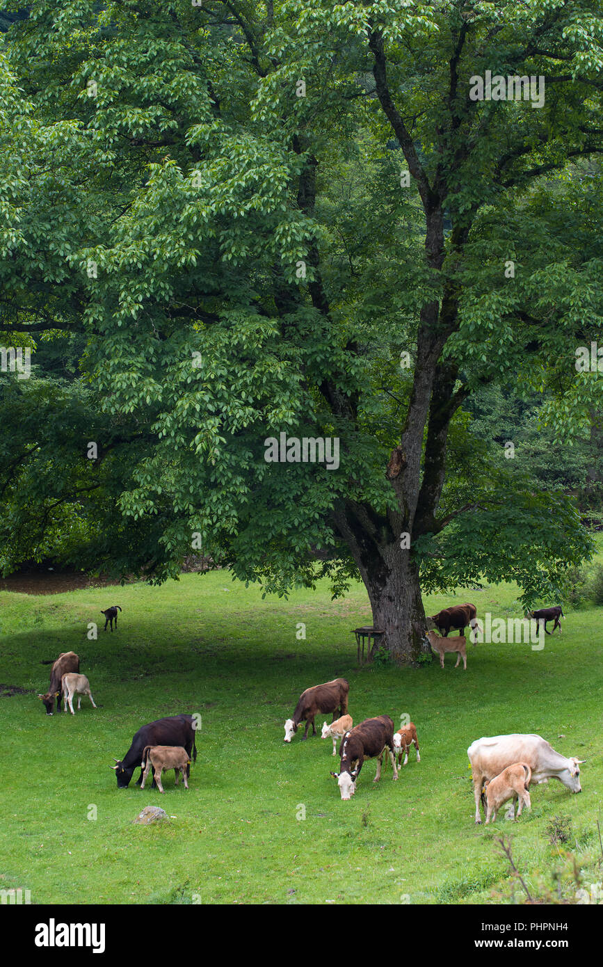 Herde von Kuh und Kälber grasen in der Wiese mit frischem Gras. Stockfoto