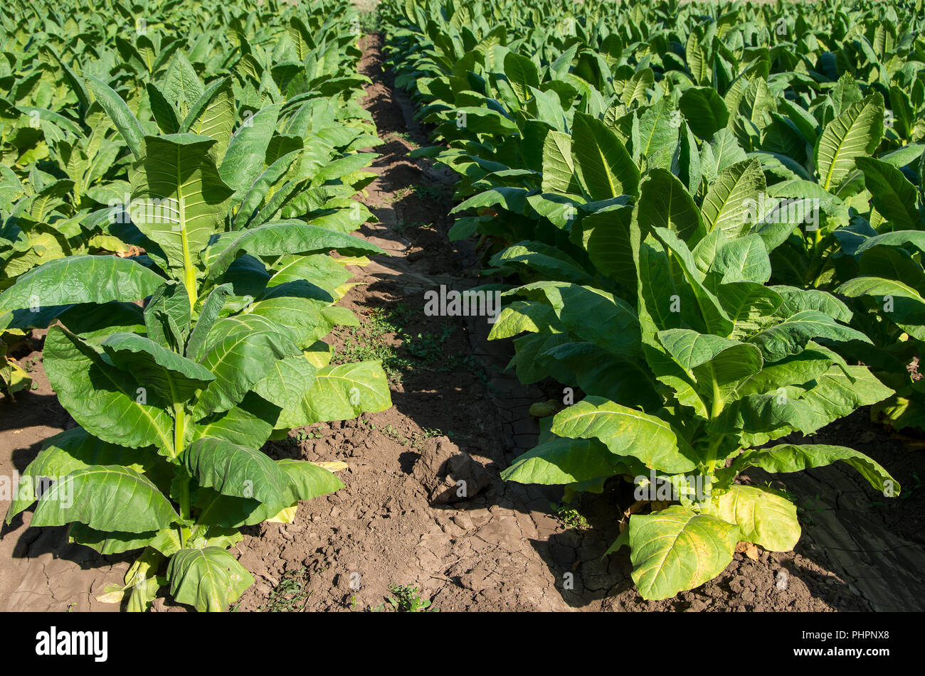 Nicotiana Firma, Tabak angebaut. Stockfoto