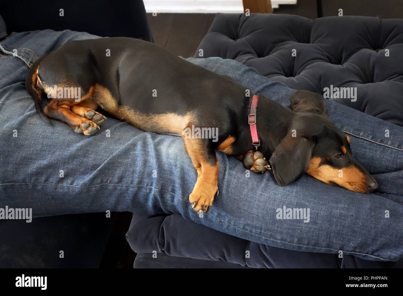 Hund schläft auf einem schlafsofa -Fotos und -Bildmaterial in hoher  Auflösung – Alamy