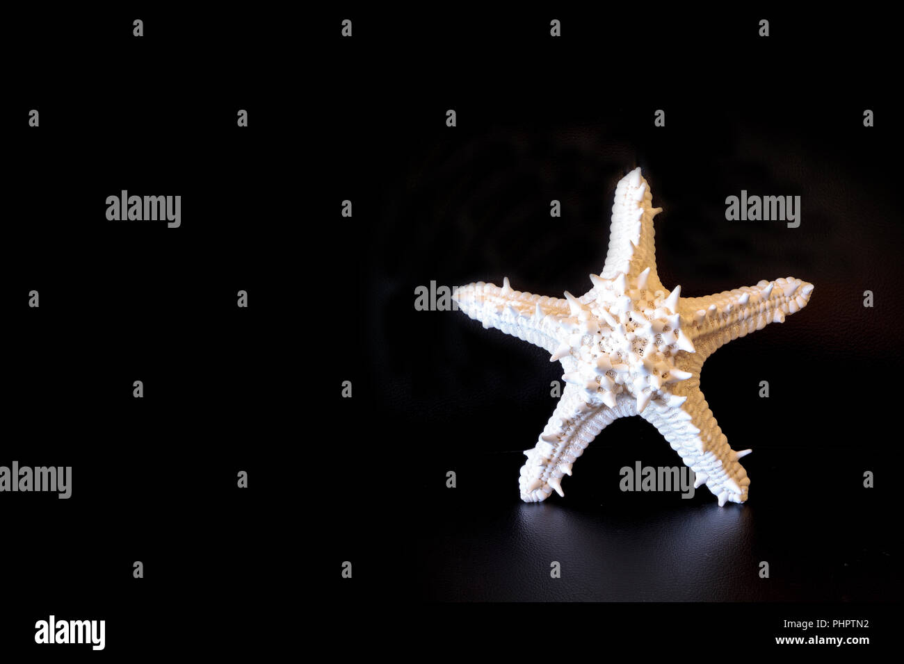 Weiße gehörnte Sea Star Protoreaster nodosus Stockfoto