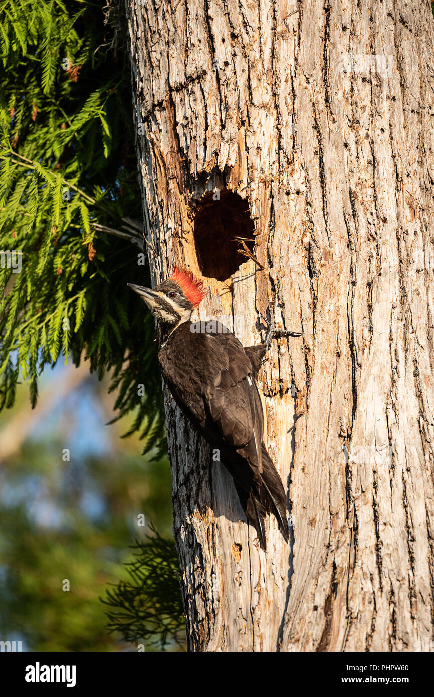 Nach Pileated Woodpecker vogel Dryocopus pileatus feeds Baby-küken Stockfoto
