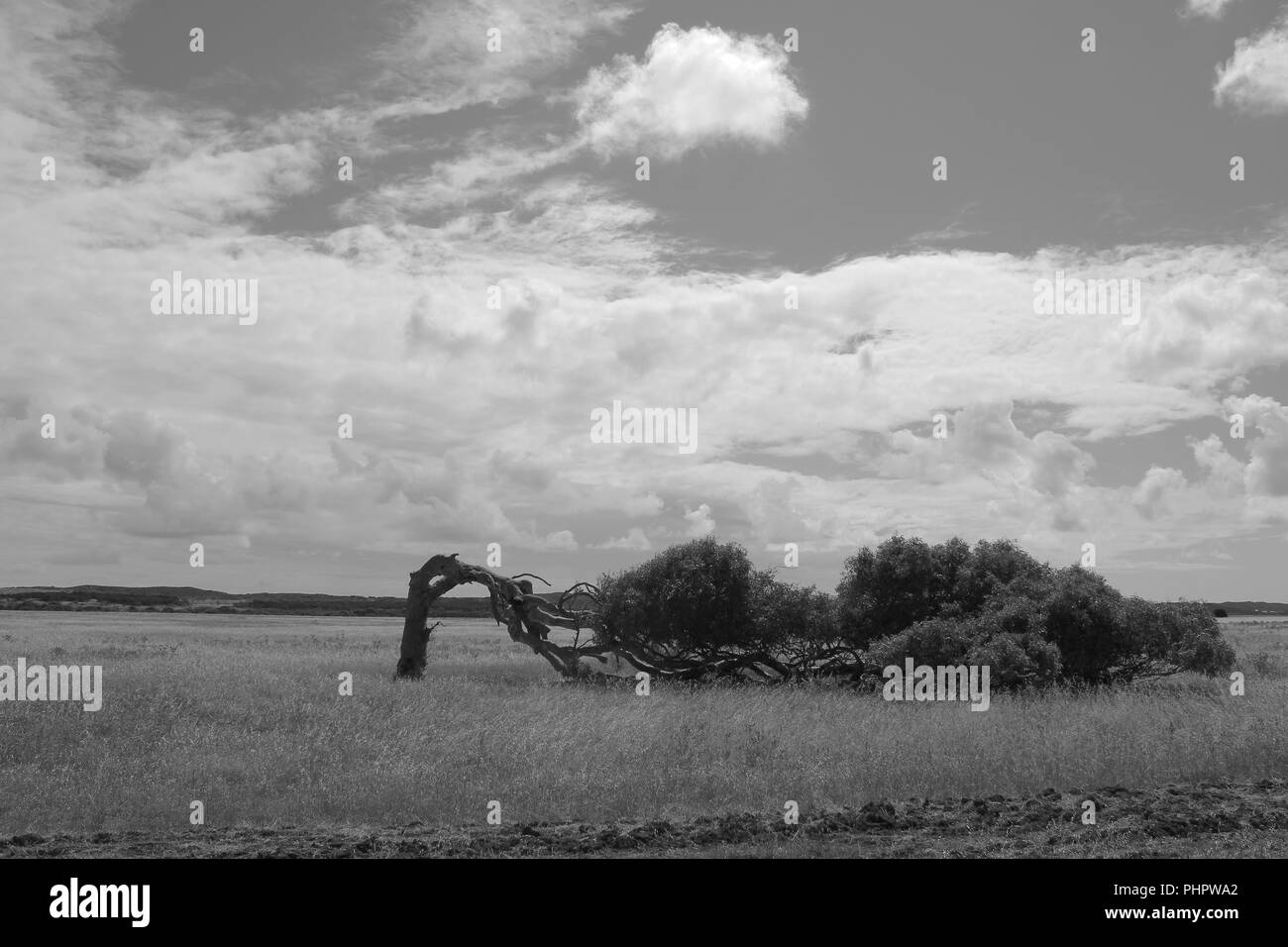 Baum horizontal in einem wirklich windig Region Stockfoto