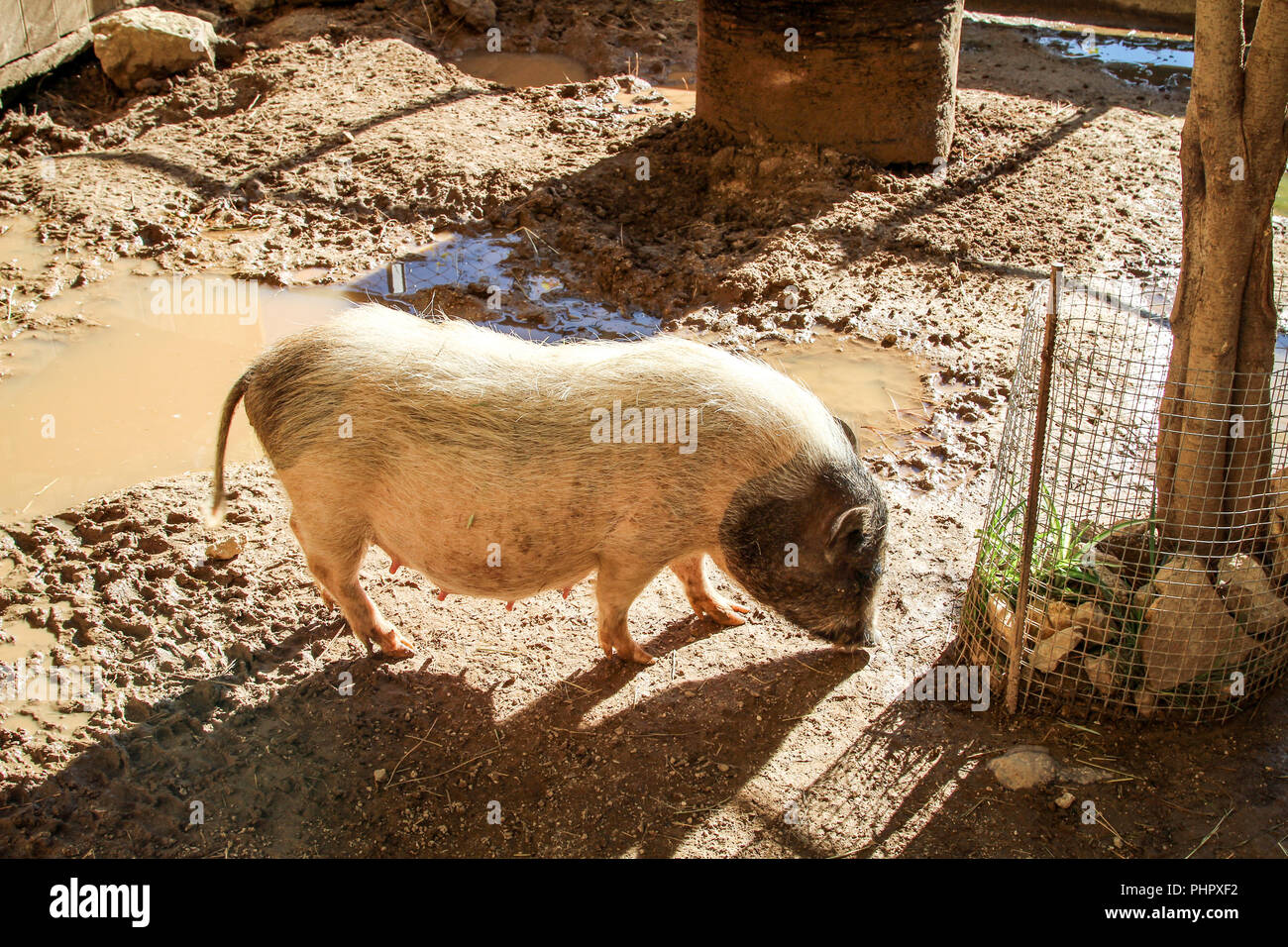 Schwein, Borsten Tier Stockfoto