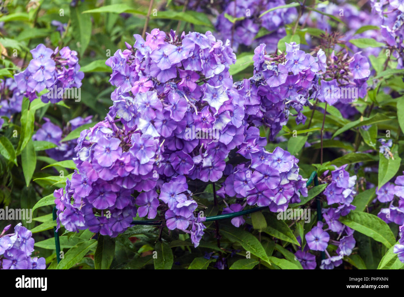 Garten Phlox paniculata 'Blue Paradise' Stockfoto