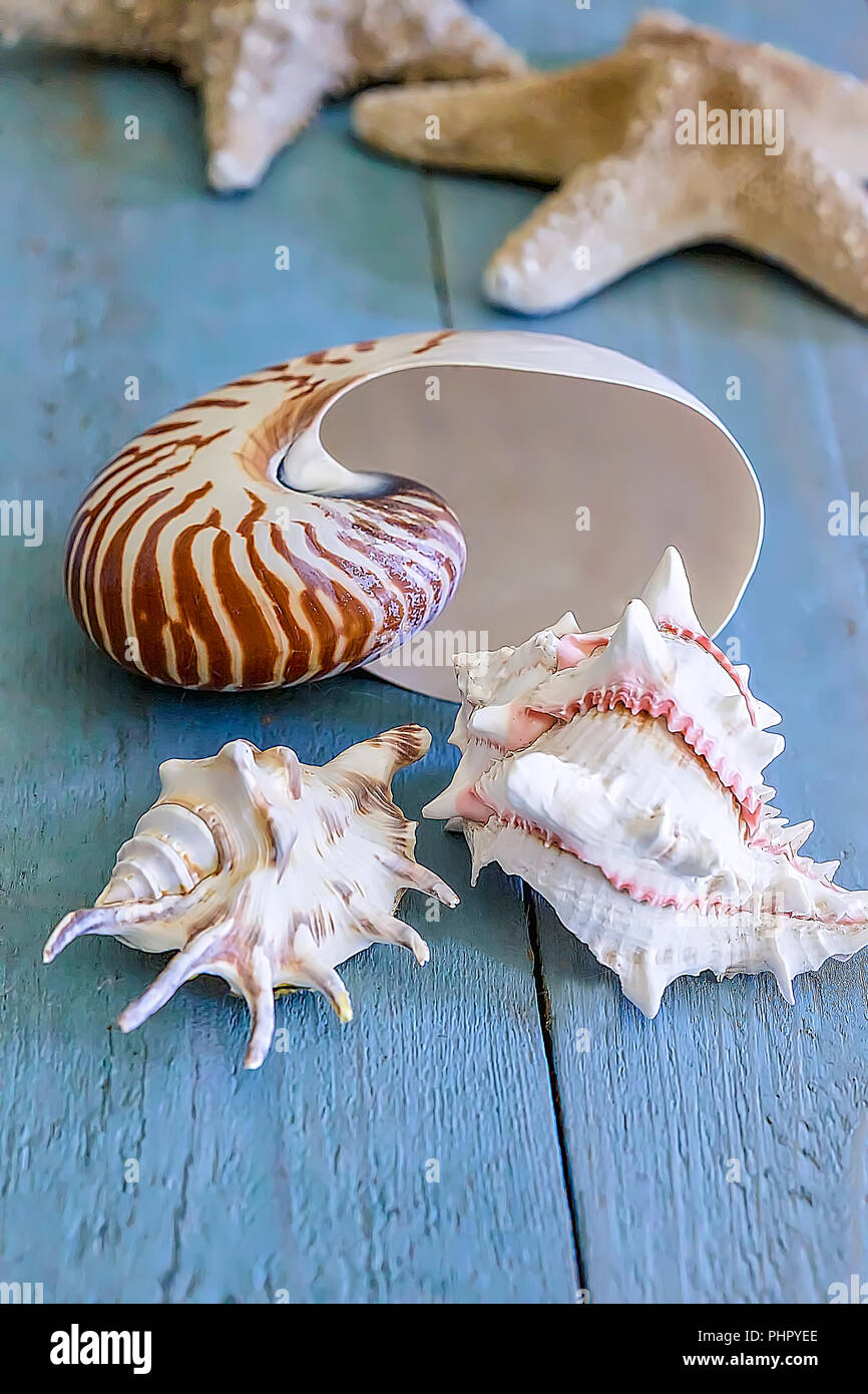 Eine Sammlung von Muscheln auf blauem Holz- Oberfläche. Stock Bild. Stockfoto