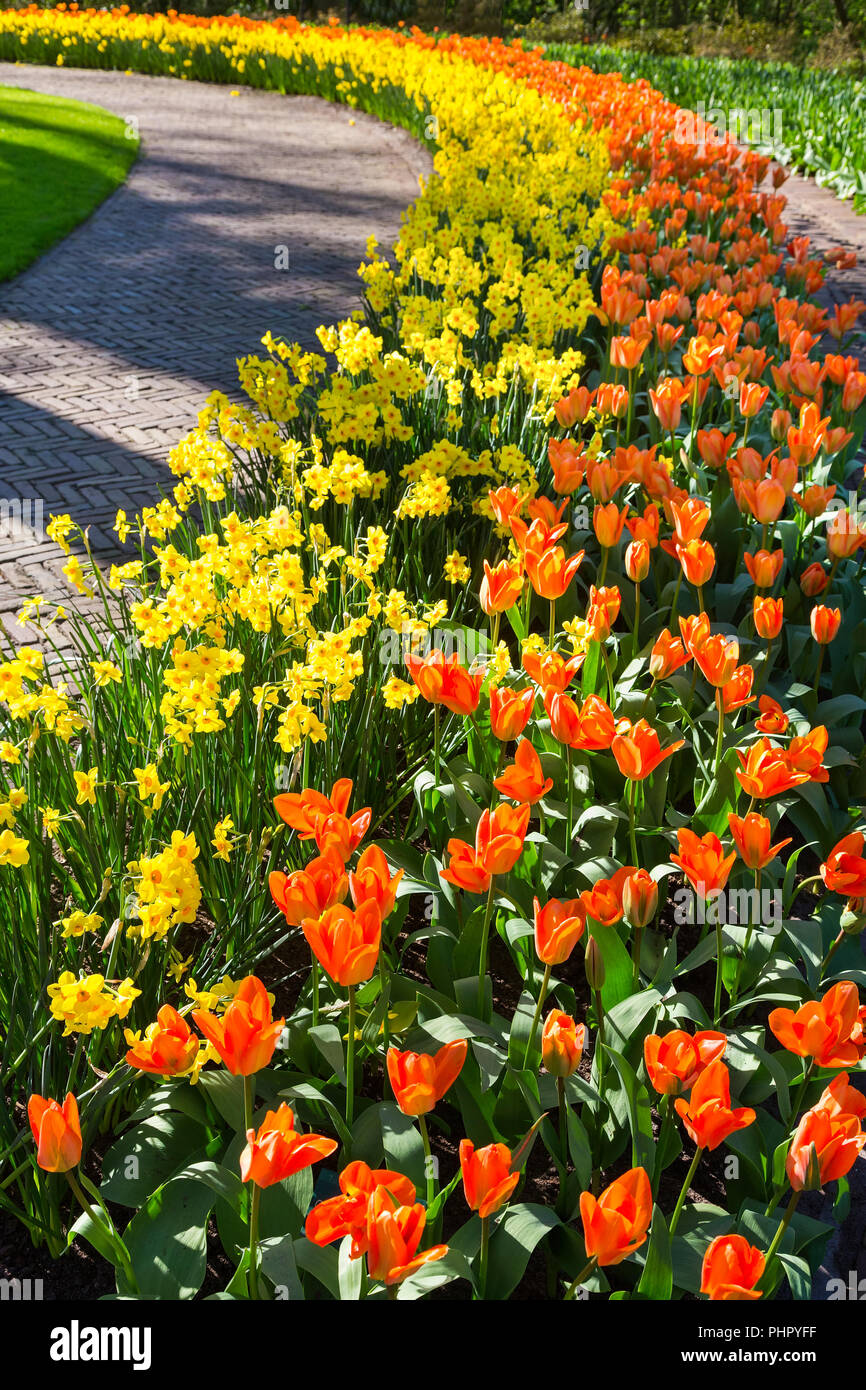 Reihen von orange Tulpen und Narzissen entlang Pfad Stockfoto
