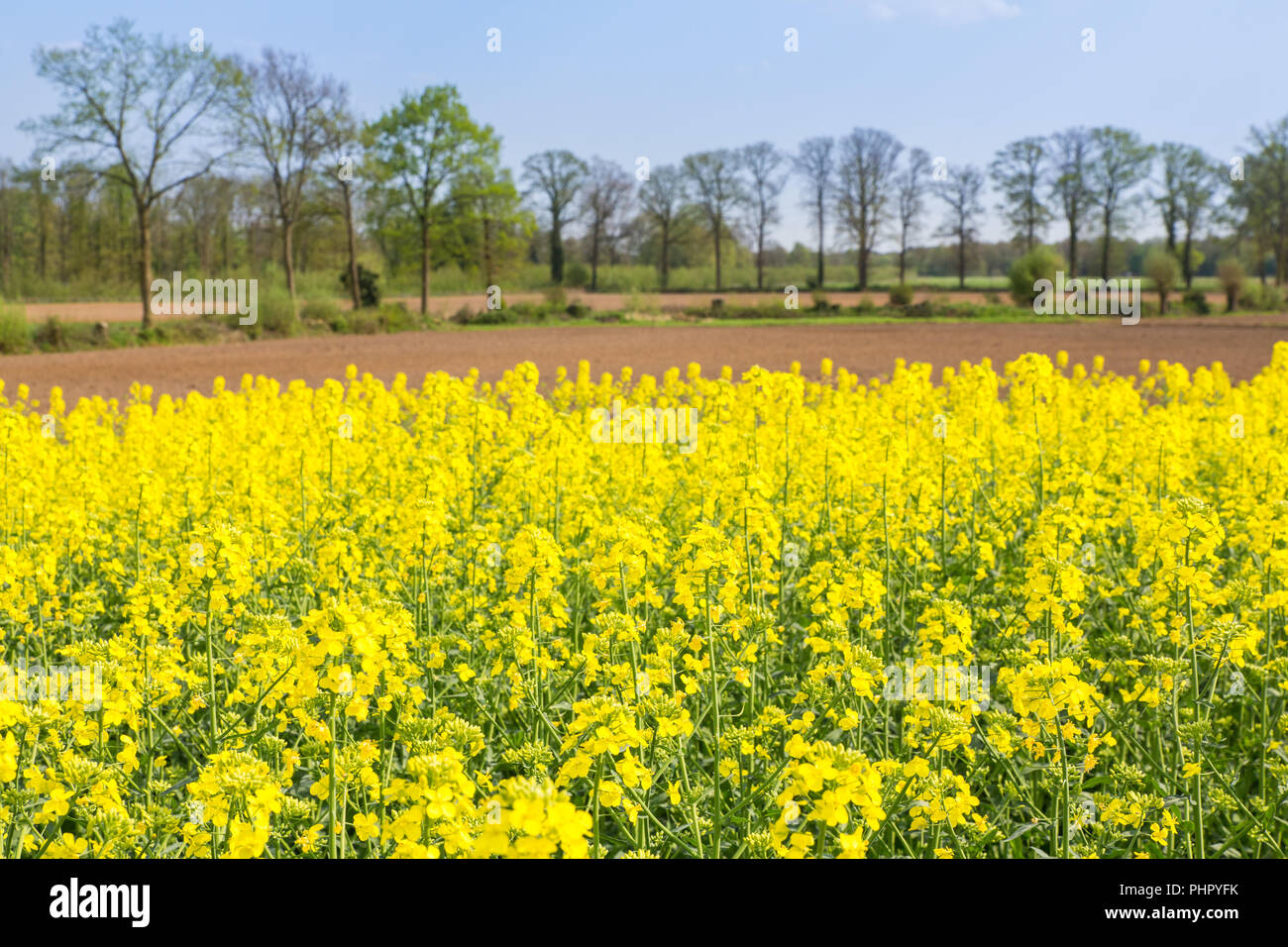 Die Blütezeit der niederländischen Raps Feld mit Eichen Stockfoto