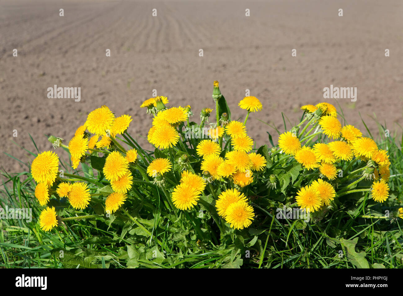 Gruppe von blühenden Löwenzahn in der Nähe von Sandy Feld Stockfoto