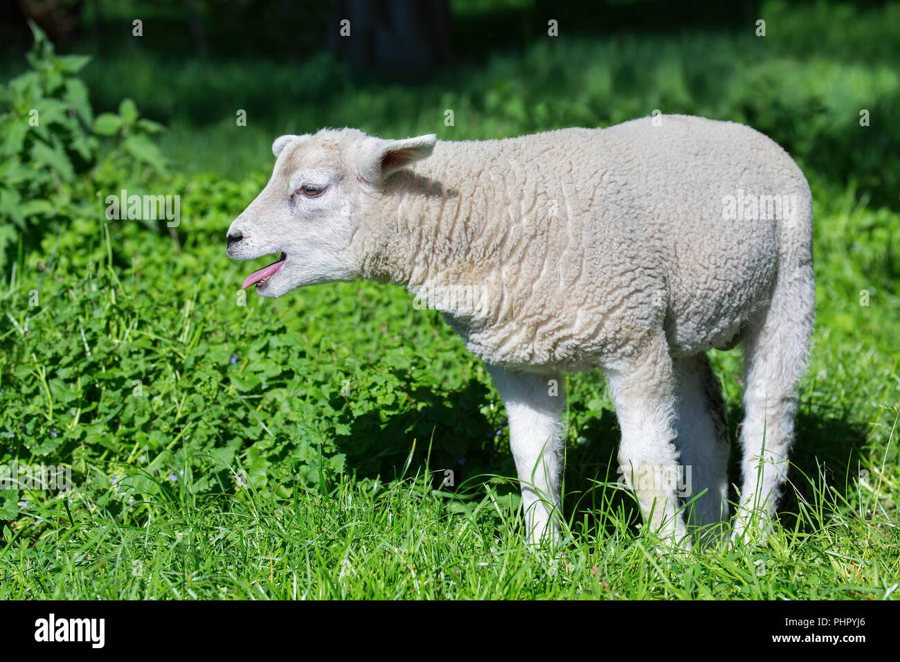 Weiße Lamm Blöken und Mutter in der Wiese Stockfoto