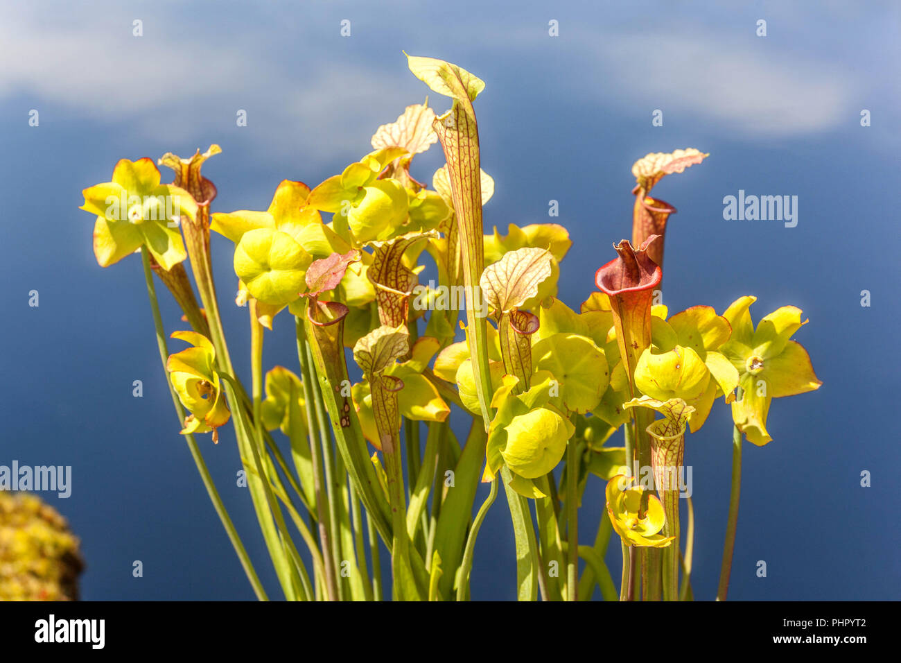 Gelbe Kannenpflanze, Sarracenia flava Stockfoto