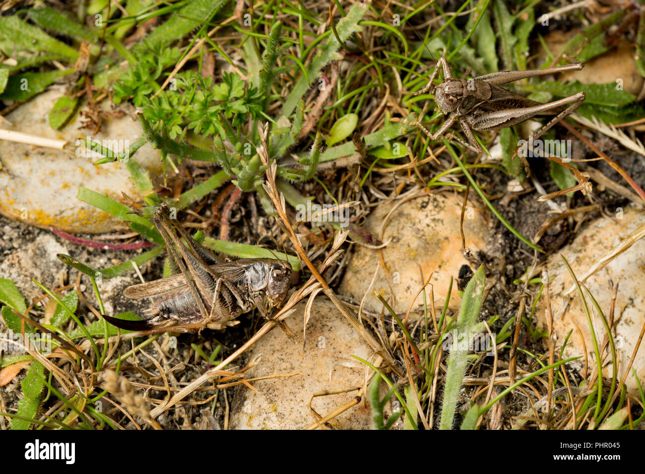 Zwei weibliche grau Laubheuschrecken, Platycleis albopunctata, fotografiert in der Nacht neben einer viel befahrenen Straße in der Nähe der Isle of Portland, Dorset England UK GB Stockfoto