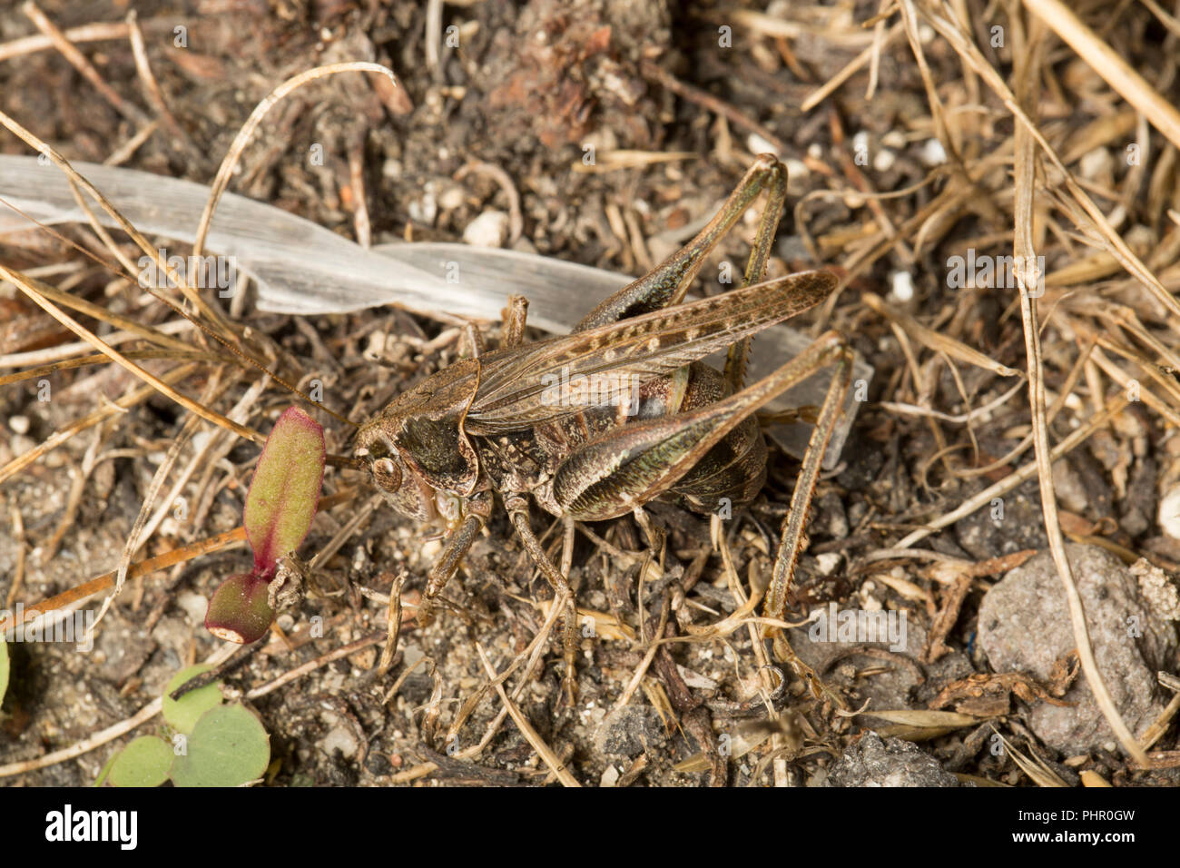 Ein Weibchen grau Bush Cricket, Platycleis albopunctata, über seine ovipositor Eier in der Nacht in trockener Erde Patches zu legen neben Kunststoff Ablagerungen neben einer Stockfoto