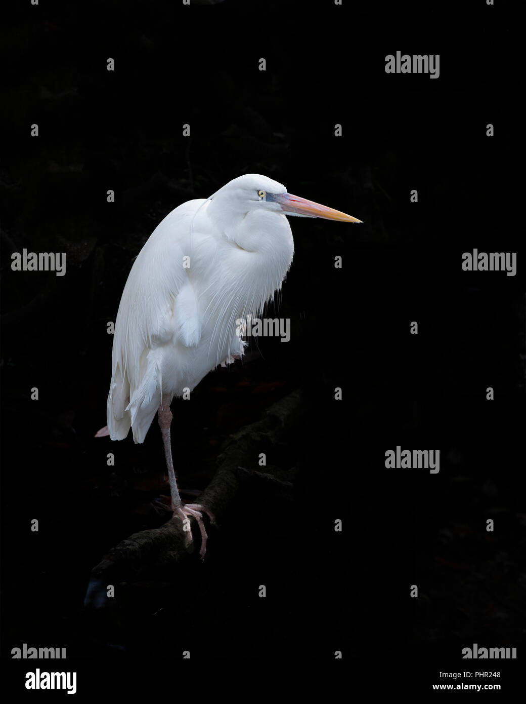 White Heron Vogels close-up Profil anzeigen im Wasser seine Körper, Kopf, Augen, Schnabel, Hals, mit einem schwarzen Kontrast Hintergrund in seiner Umgebung. Stockfoto