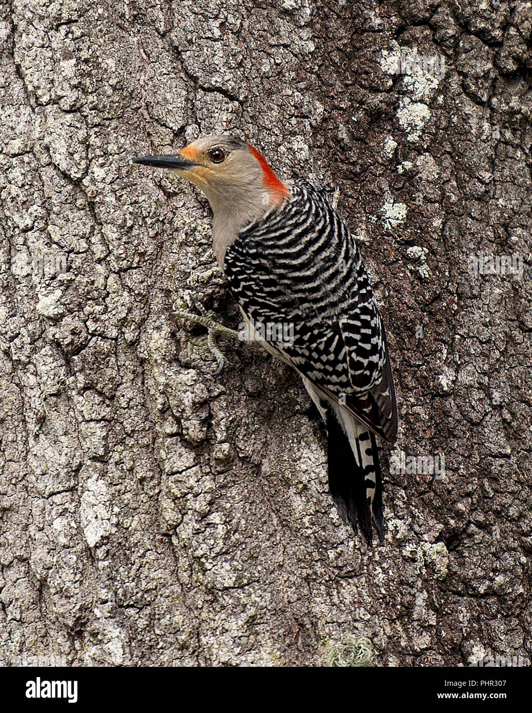 Specht Vogel auf einem Baum in der Umgebung. Stockfoto