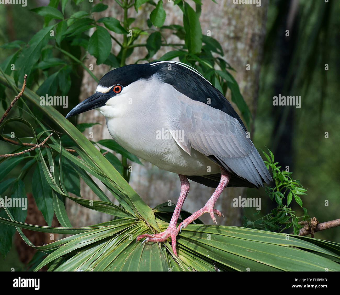 Schwarze Nacht gekrönt - Heron nach Vogel closeup Profil ansehen gehockt und sein Gefieder, Kopf, Schnabel anzeigen, in seiner Umgebung mit bokeh Hintergrund. Stockfoto