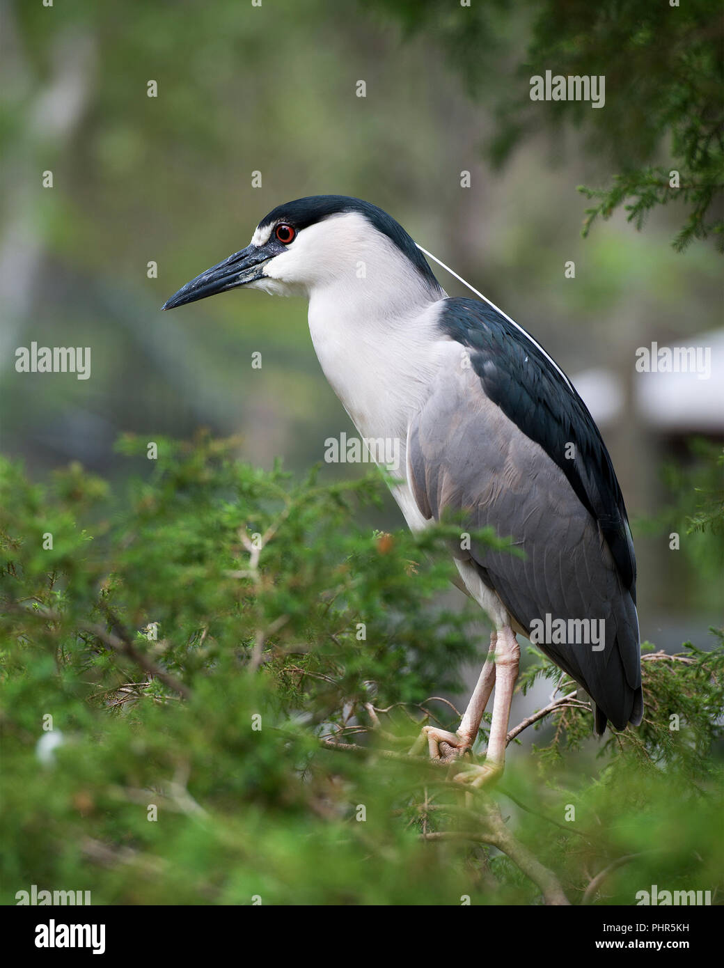 Schwarze Nacht gekrönt - Heron nach Vogel closeup Profil ansehen gehockt und sein Gefieder, Kopf, Schnabel anzeigen, in seiner Umgebung mit bokeh Hintergrund. Stockfoto