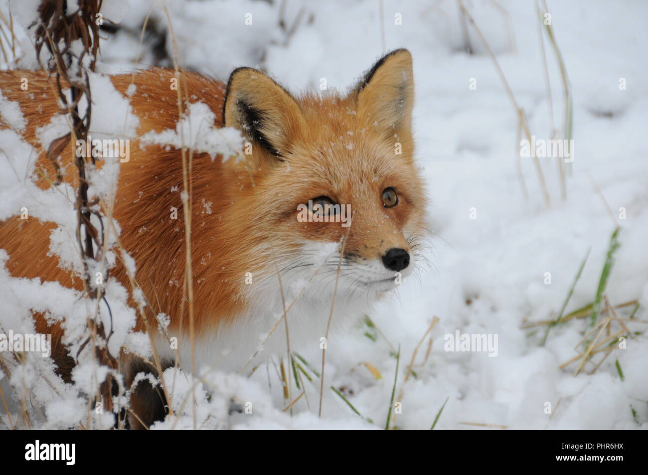 Fox Red Fox Tier Kopf Nahaufnahme Profil in den Wald im Winter mit Schnee Hintergrund in seiner Umgebung und Umwelt Stockfoto