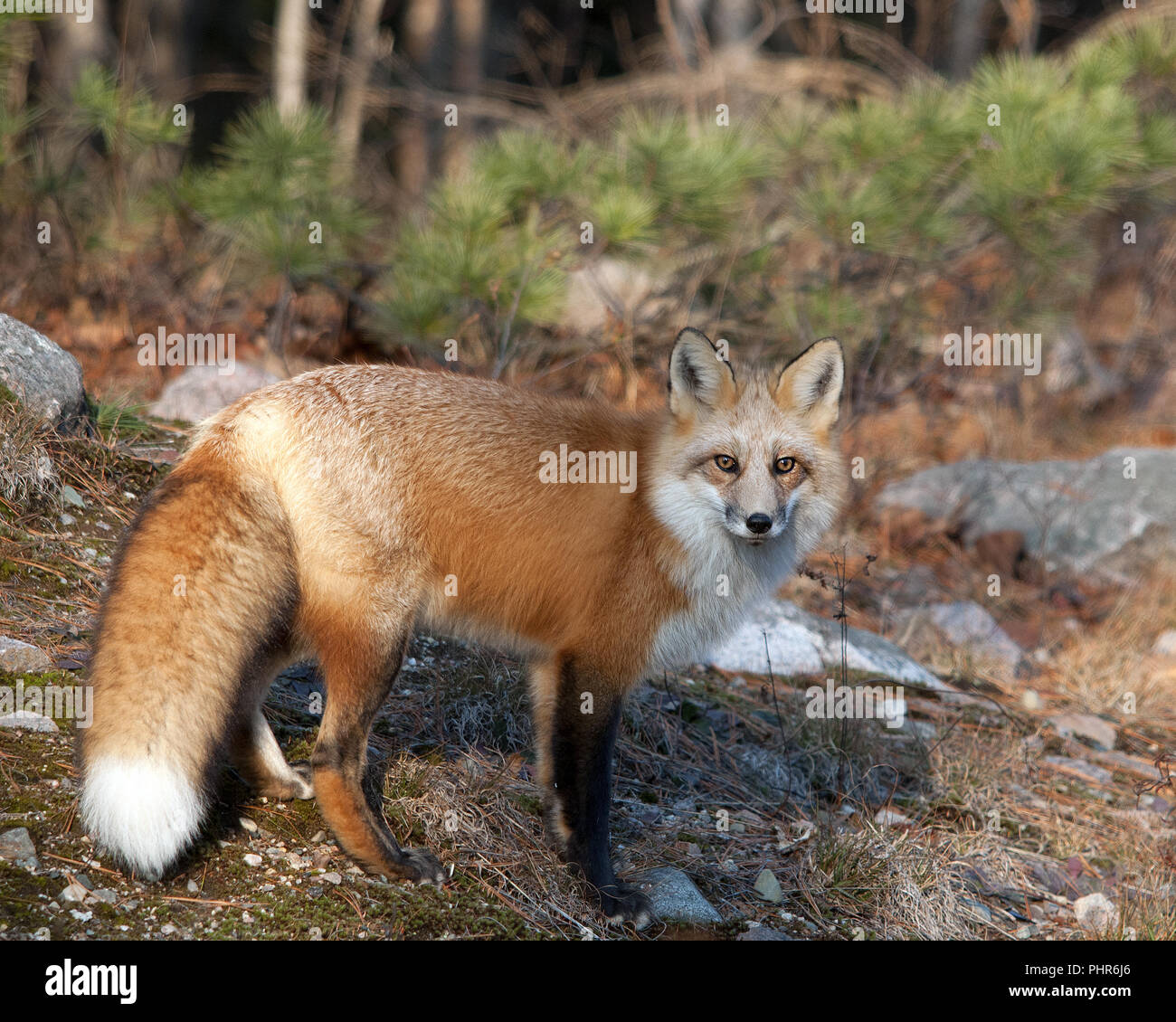 Fox Red Fox Tier close-up Profil anzeigen im Wald in seiner Umgebung aussetzen Fell, Kopf, Augen, Ohren, Nase, Pfoten, Schwanz mit einer bokeh Hintergrund. Stockfoto