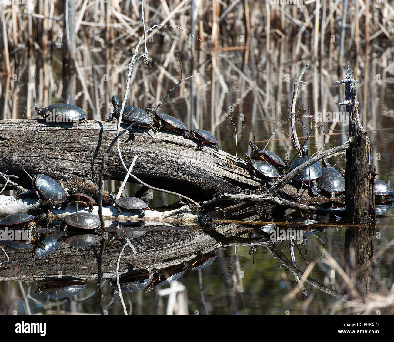 Gemalte Schildkröte Kolonie Gruppe Schildkröten auf Protokolle in den Teich in ihre Umgebung und Umwelt ihre Schalen, Kopf, Augen, Pfoten. Stockfoto