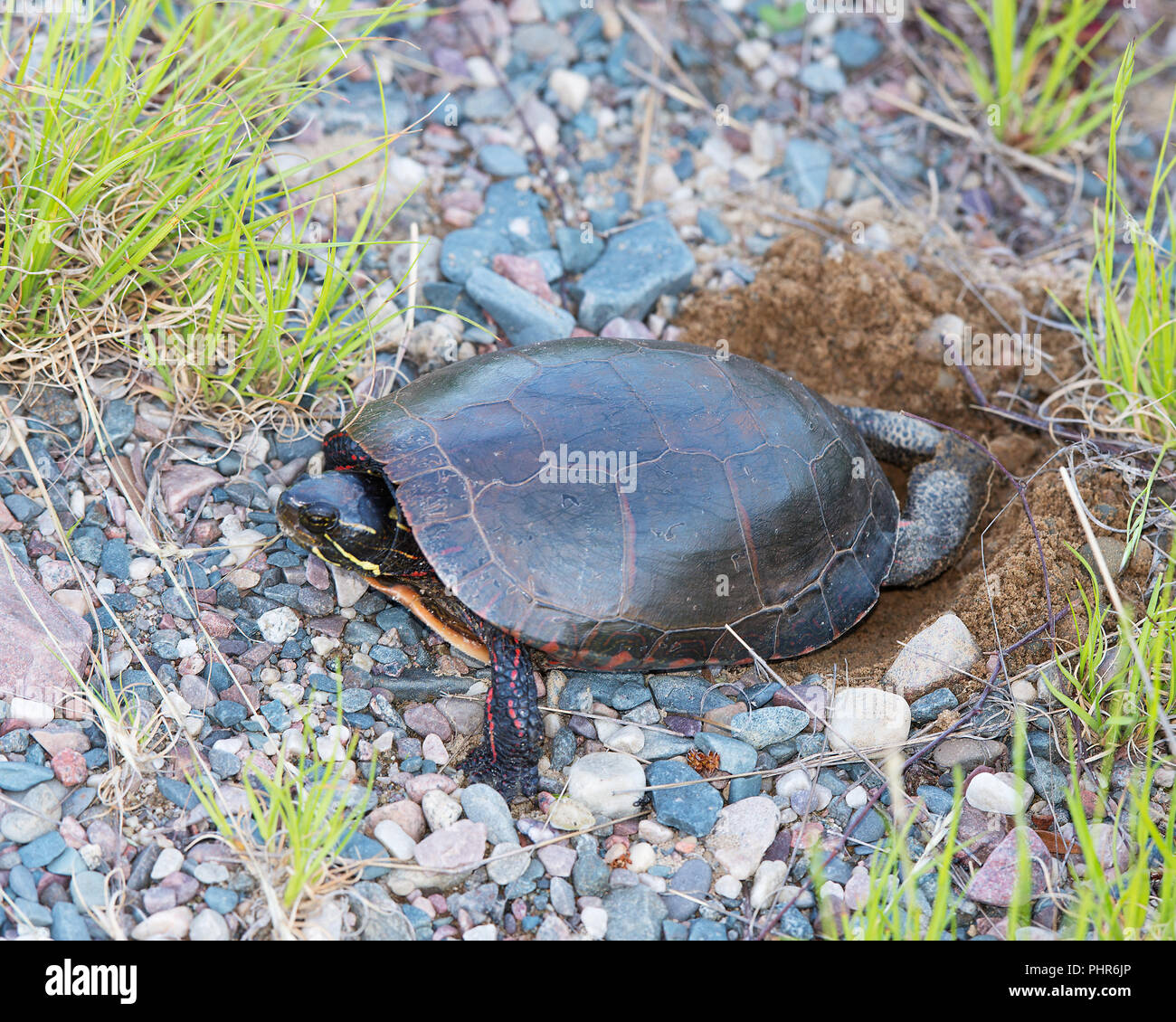 Gemalte Schildkröte eine Bohrung bildet die Schildkröteneier durch den Teich mit Kies Felsen in seiner Umwelt zu legen und die umliegenden Aussetzen seiner Turtle Shell, Pfoten, Stockfoto