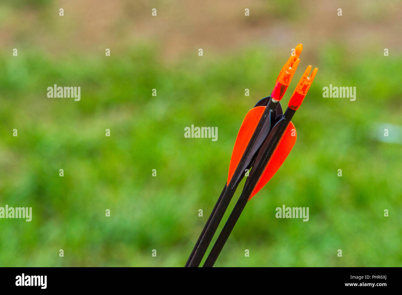Rotes Gefieder close up Pfeile für Bogenschießen Stockfoto