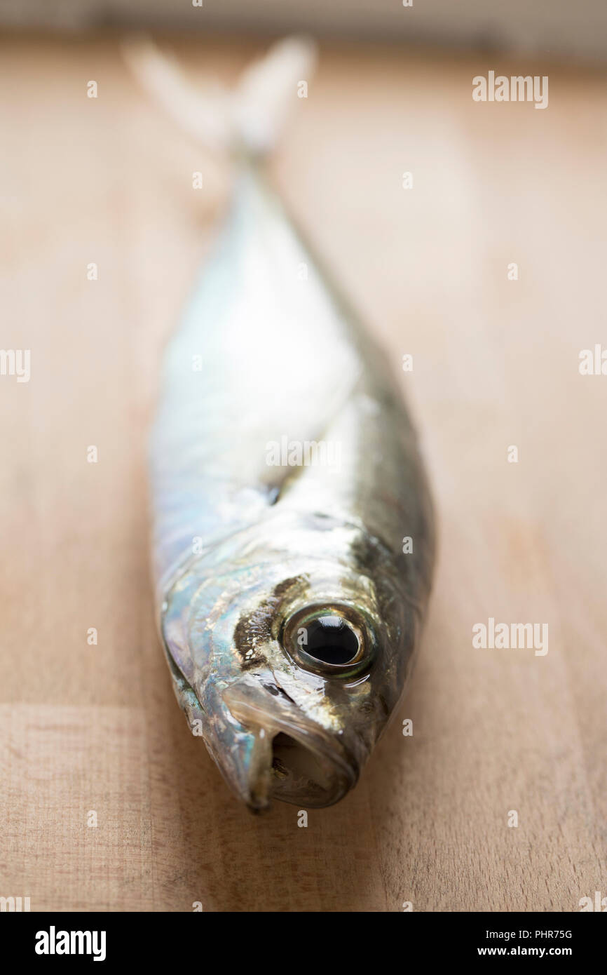 Eine einzelne scad, Trachurus trachurus, auch als Stöcker, die von Chesil Beach auf der Stange und Feder mit kleinen Makrelen gefangen wurde bekannt Stockfoto