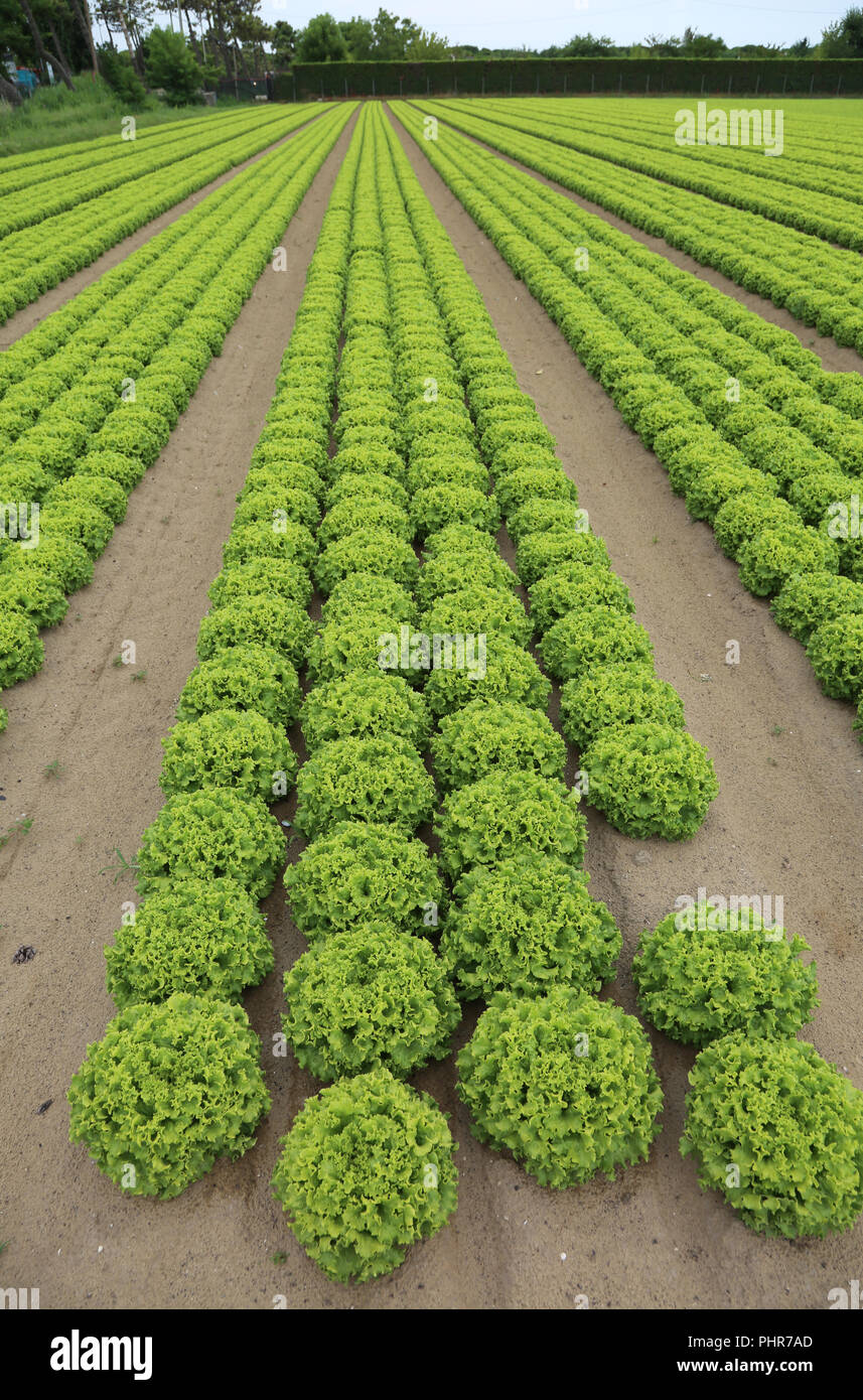 Intensive Anbau von grünen Salat im Sommer Stockfoto