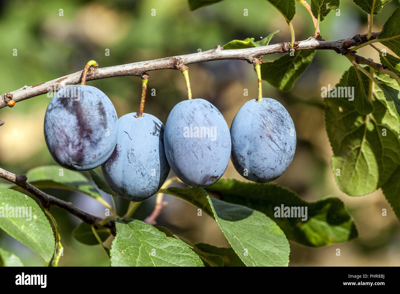 Prunus domestica Frucht. Pflaumenfrüchte auf einer Pflaumenbaumfrucht Stockfoto