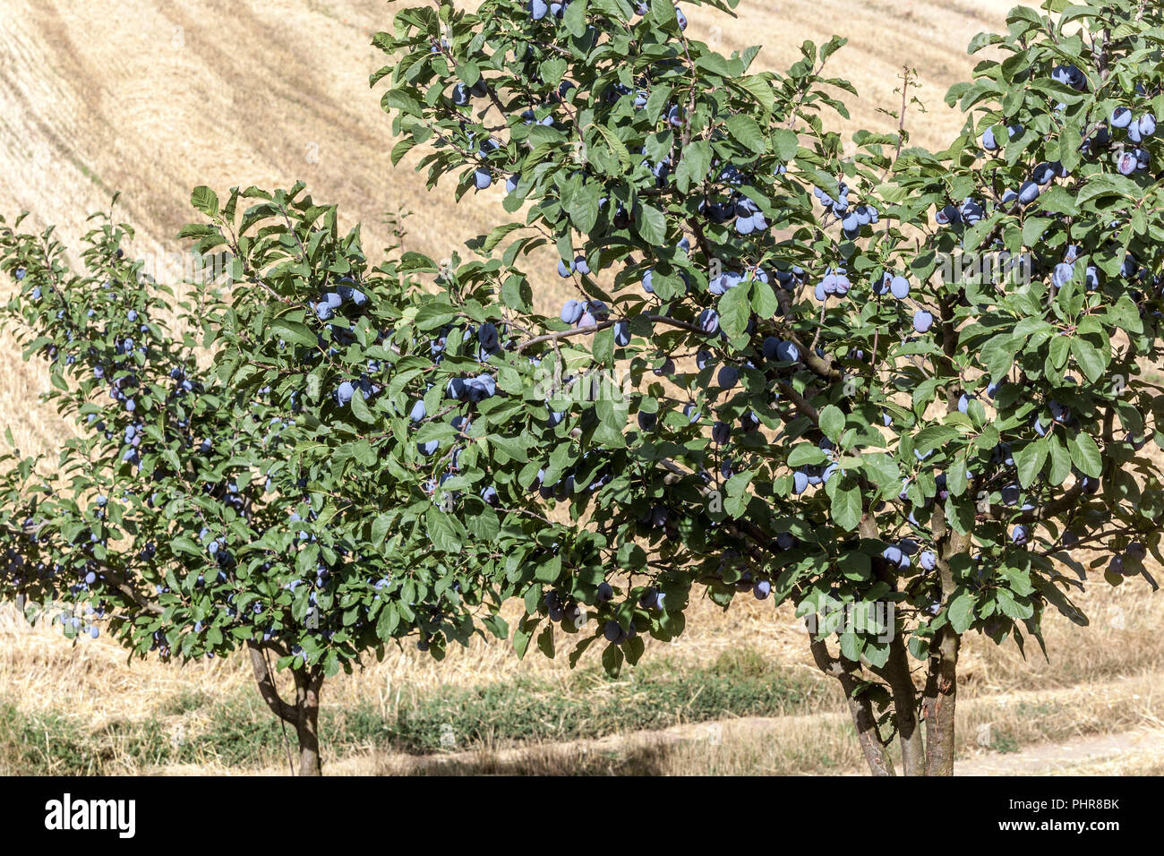 Prunus domestica Bäume in einem Obstgarten. Pflaumenfrüchte auf einem Baum Stockfoto