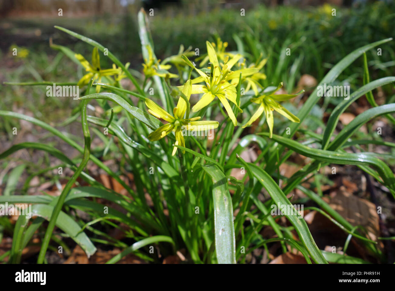 Gelbe Sars Stockfoto
