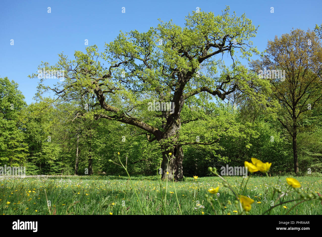 Alte Eiche im Jenischpark in Hamburg Stockfoto