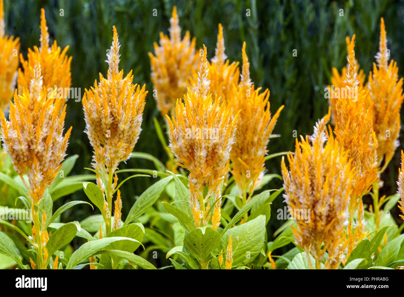 Cockscomb, Celosia argentea' gelb Aussehen' Stockfoto