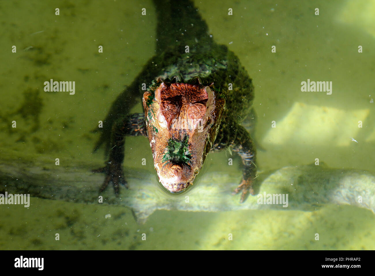 Junge Krokodile, Alligatoren, Alligator Stockfoto