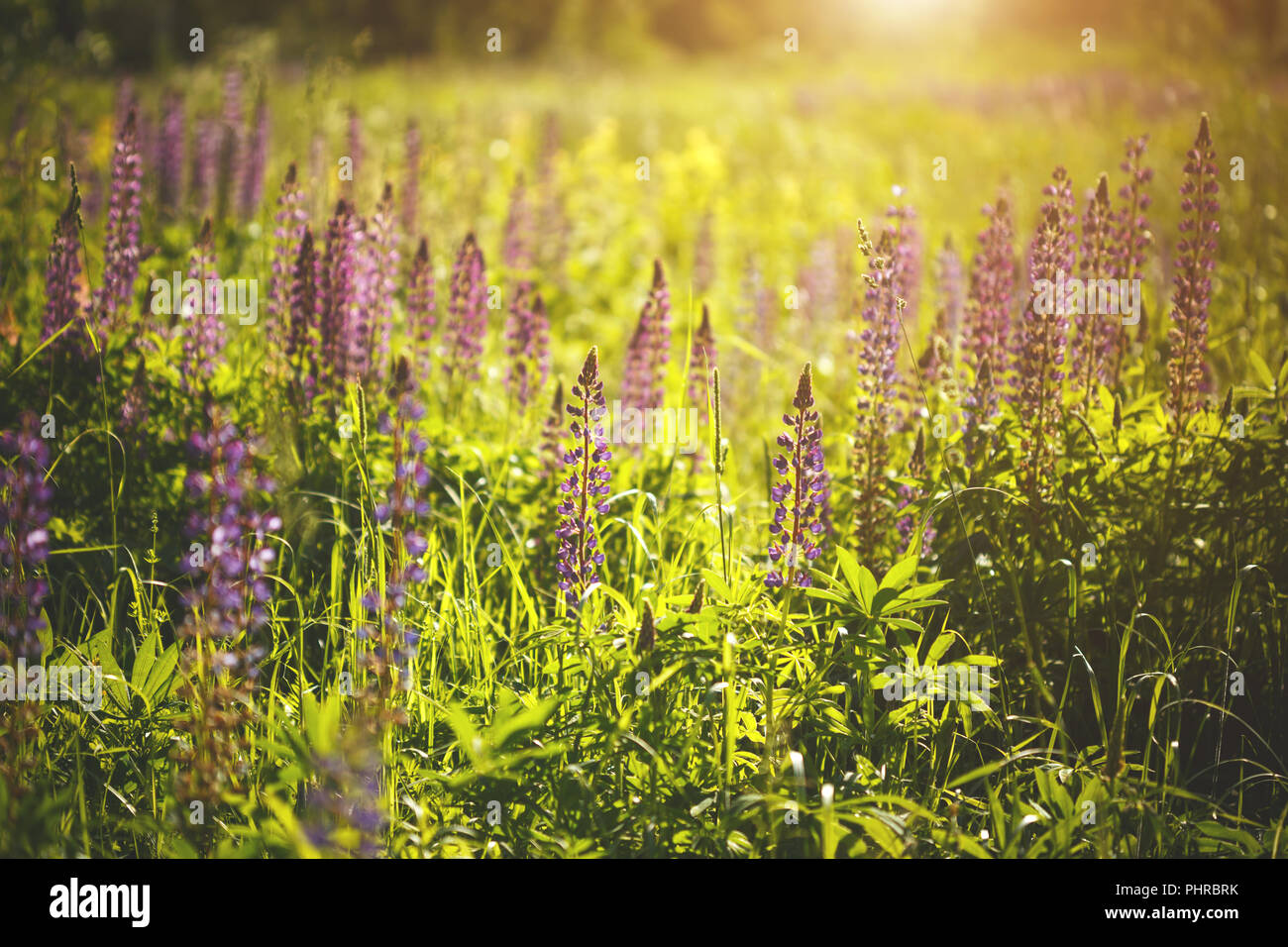 Lupinen Blumen Stockfoto