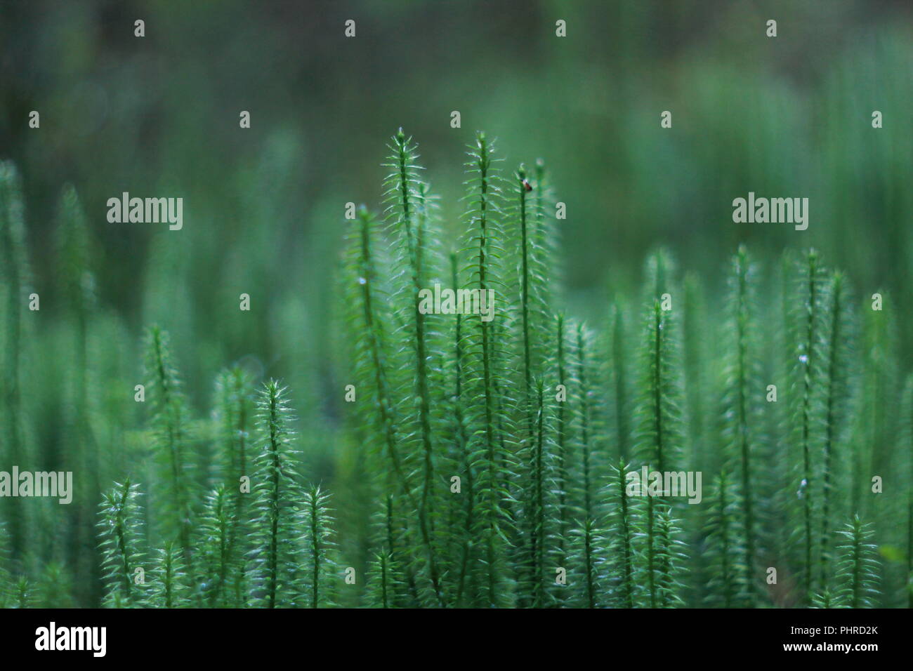 Polytrichum commune Common haircap Grün mpss Hintergrund Stockfoto