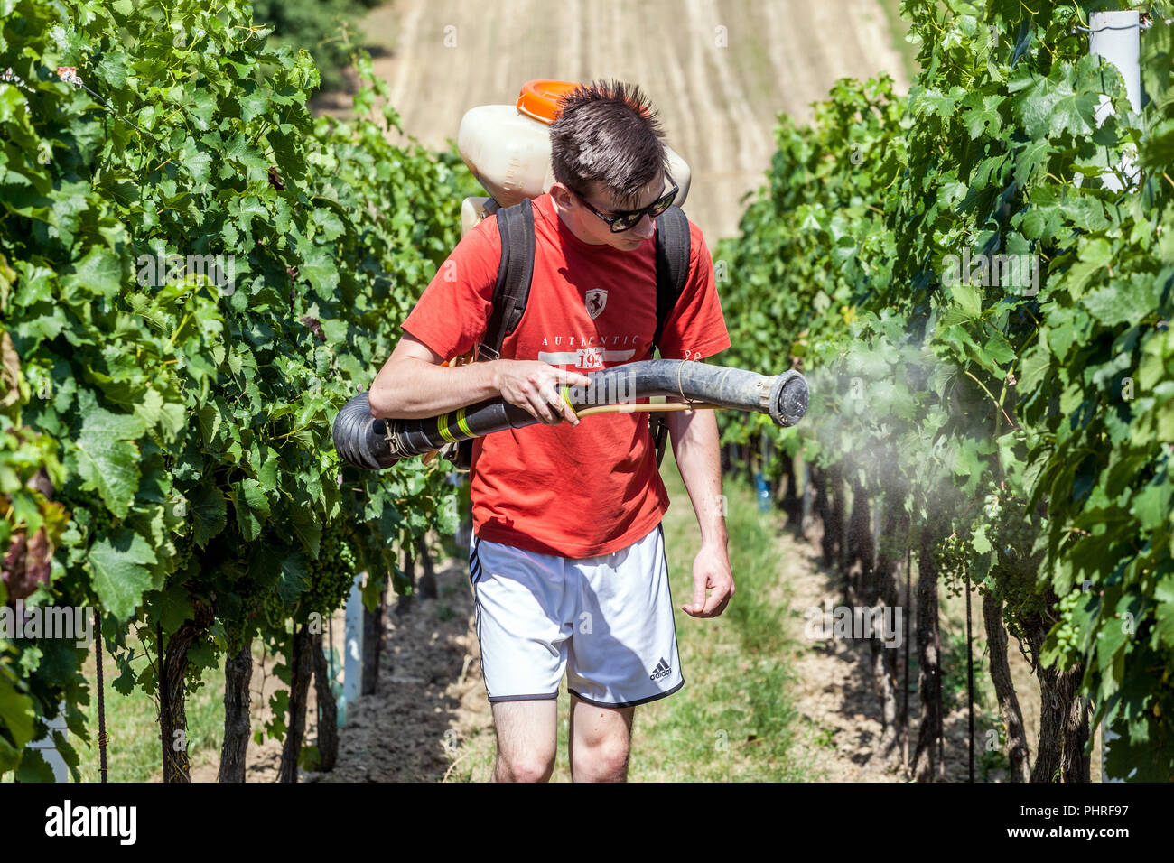 Junger Mann mit Schutzspray im Weinberg, Südmähren, Tschechische Republik Farmer Europa Stockfoto