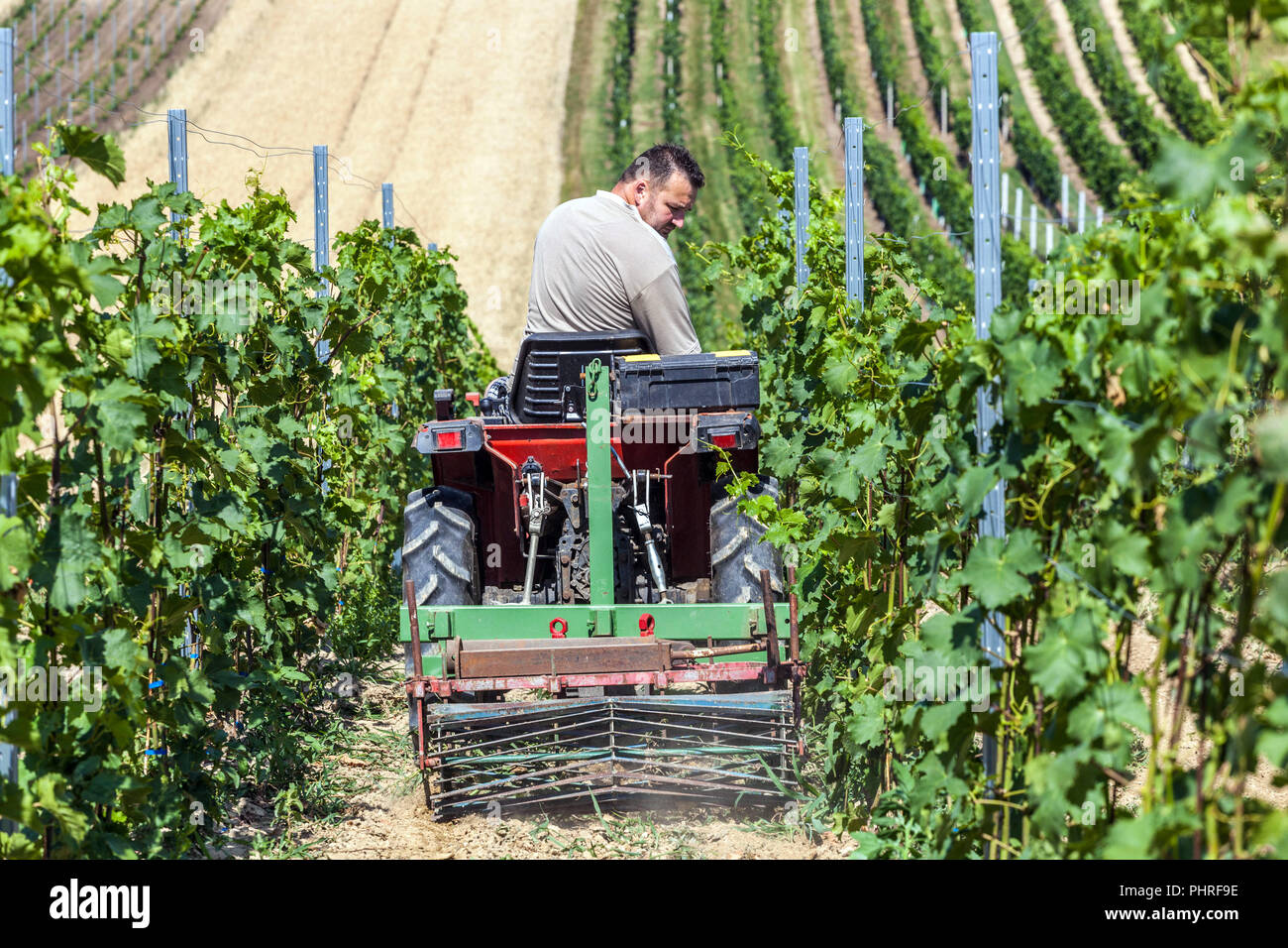 Tschechische Weinberge, Mann auf einem kleinen Traktor arbeitet in einem Weinberg, Südmähren, Tschechische Republik Bauer Europa Stockfoto