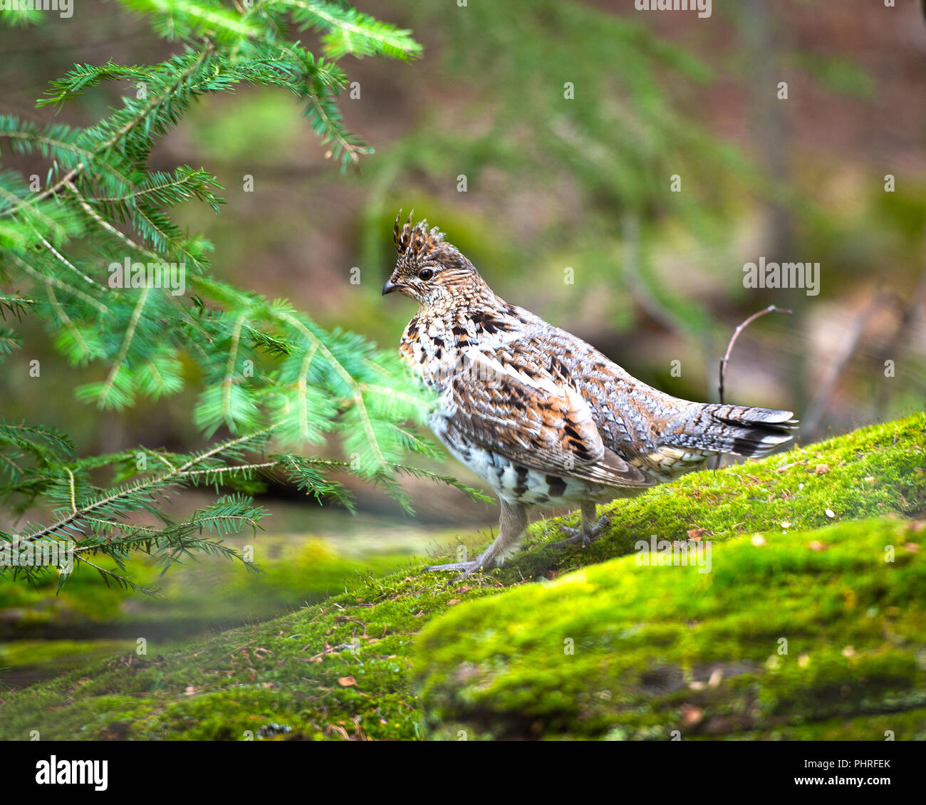 Rebhuhn Vogel in der Natur, HDR-Foto. Stockfoto