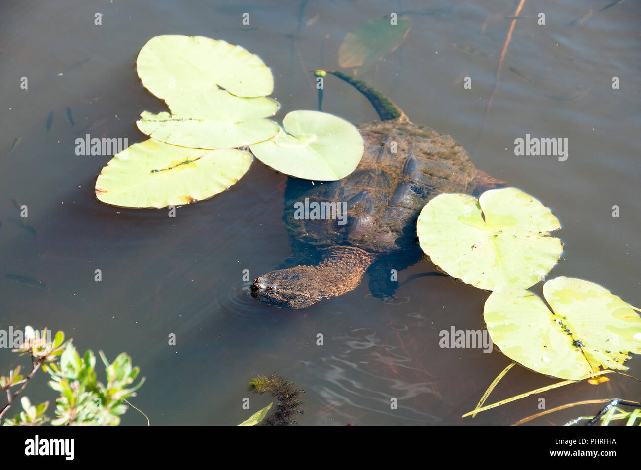 Snapping turtle unter Lily Pads in seiner Umgebung. Stockfoto