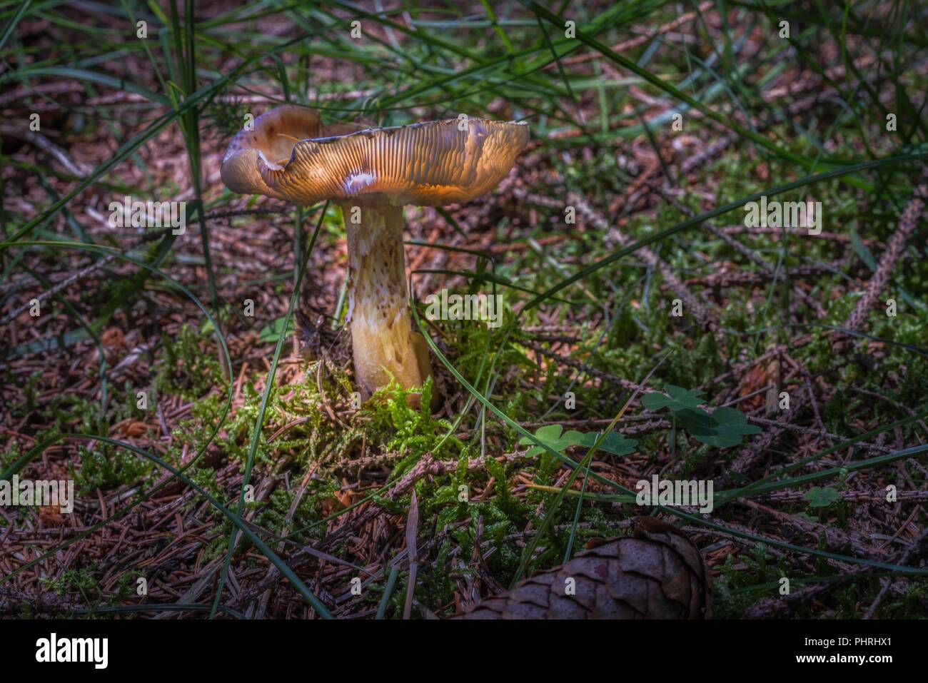 Künstlerische Darstellung eines glühenden Gill Pilz im Wald, Deutschland Stockfoto