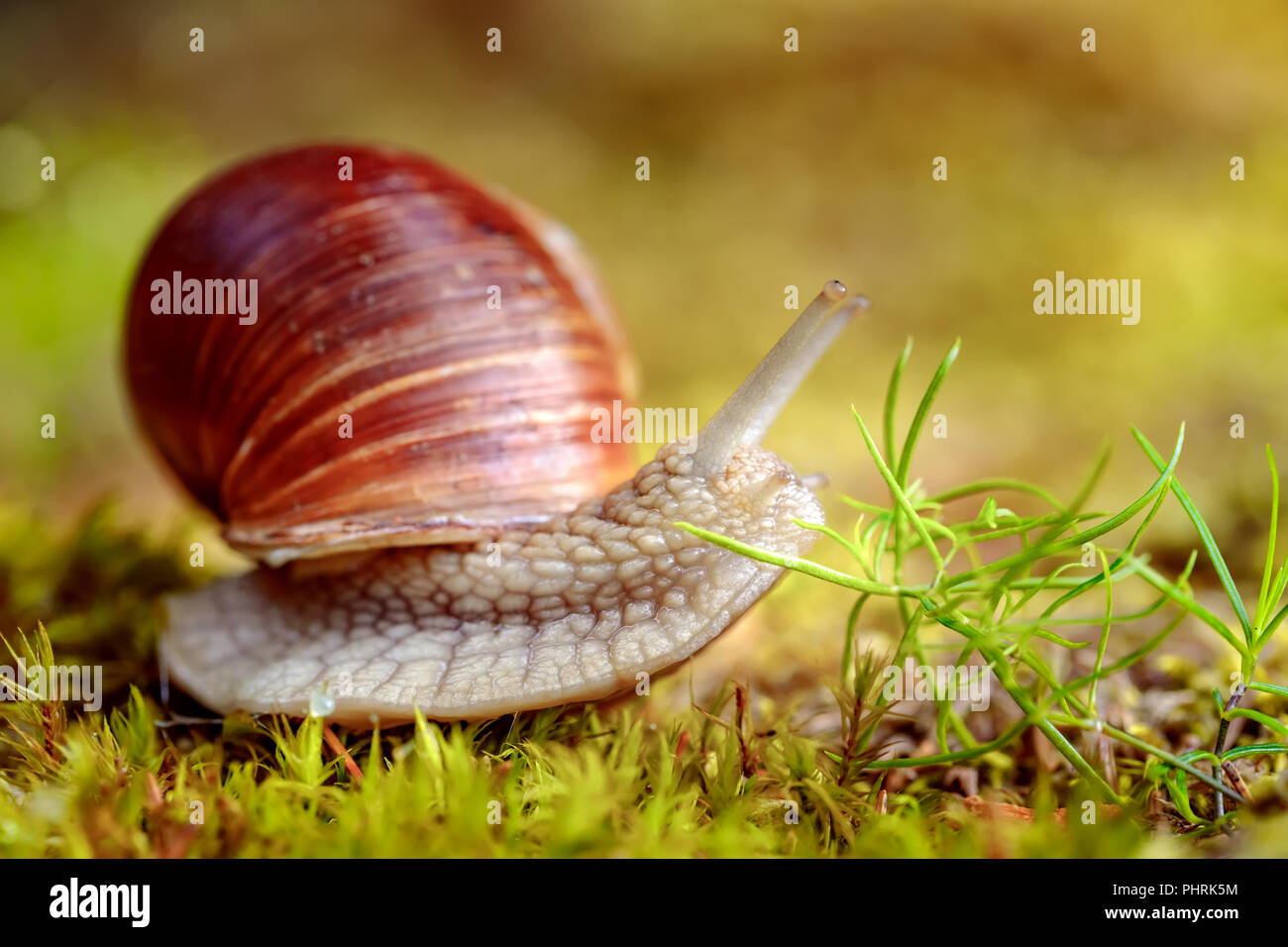 Helix pomatia auch römische Schnecke, Weinbergschnecken, weinbergschnecke oder Escargot, ist eine Pflanzenart aus der Gattung der Großen, Essbar, Atemluft- land Schnecke, eine terrestrische Pulmo Stockfoto