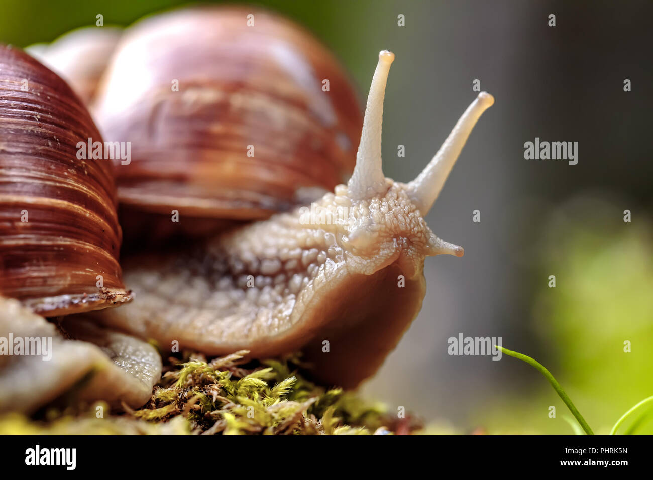 Helix pomatia auch römische Schnecke, Weinbergschnecken, weinbergschnecke oder Escargot, ist eine Pflanzenart aus der Gattung der Großen, Essbar, Atemluft- land Schnecke, eine terrestrische Pulmo Stockfoto