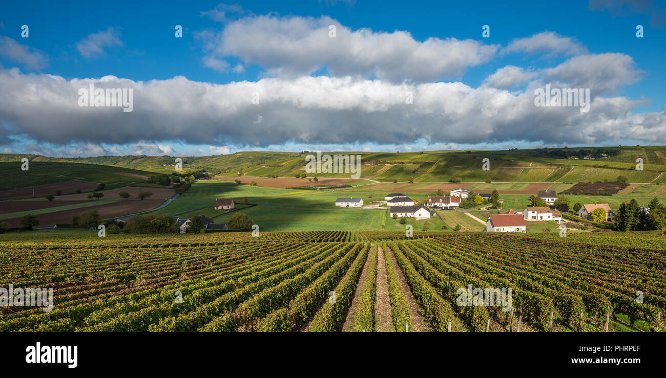 Weinberge im Tal der Loire, Frankreich Stockfoto